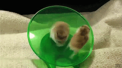 Hamsters